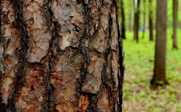 Кора сибирской лиственницы  натуральная мульча для сада. Польза, применение, правила мульчирования, ошибки и советы для защиты растений и почвы