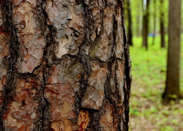 Кора сибирской лиственницы &mdash; один из самых эффективных натуральных материалов для мульчирования почвы. В статье...